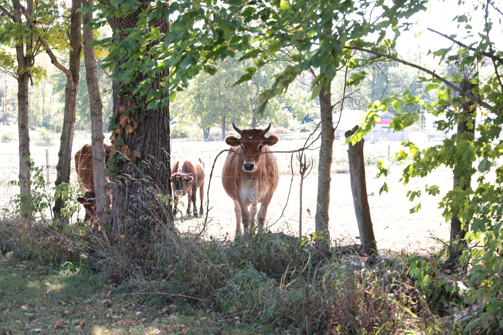 Monthly Meeting Minutes July 11, 2024